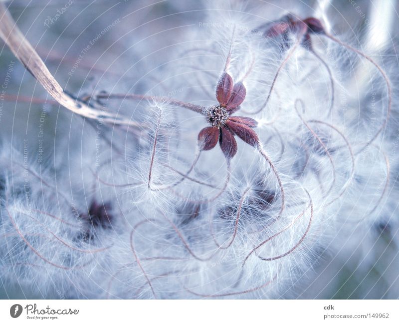 star catcher Plant Creeper Clematis Nature Macro (Extreme close-up) Delicate Smooth Soft Easy Fragile Vulnerable Playing Caresses Beautiful Poetic Small Round