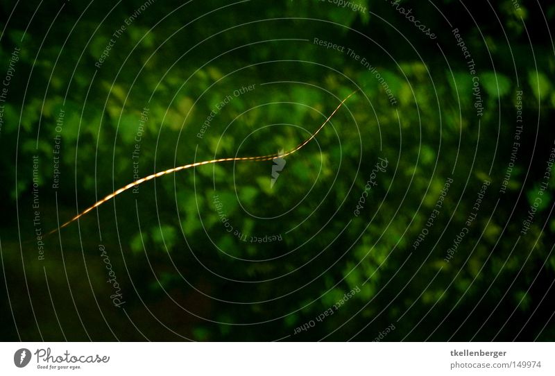 Drunk firefly Glowworms Tracer path Background picture Wiggly line Dark background Undulation Undulating Strip of light Long exposure Night Night shot