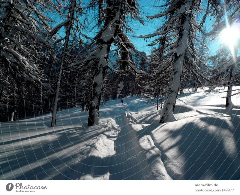 through the forest Tracks Ski tracks Forest Fir tree Territory Ski tour Back-light Virgin snow Lanes & trails Untouched Snow Dream Snowscape December January