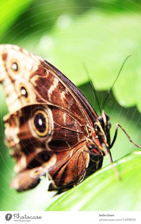 structure Nature Plant Animal Tree Leaf Garden Park Meadow Wild animal Butterfly Animal face Wing 1 Observe Relaxation Flying Exceptional Exotic Beautiful Brown