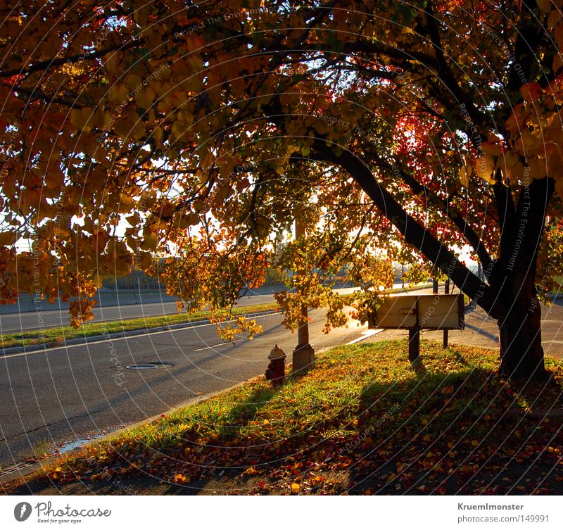 It's A Beautiful Day Tree Leaf Autumn Sun Warmth Morning Sunset Shadow Red Indian Summer To fall leaves