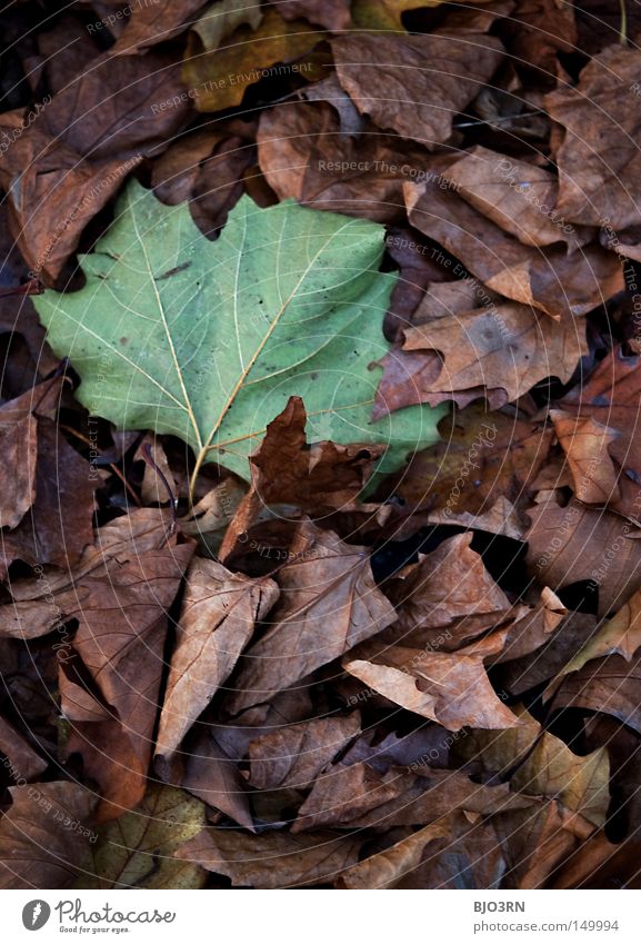 falling slowly Botany Macro (Extreme close-up) Close-up Detail Section of image Vessel Portrait format Rachis Branched Leaf Plant Autumn Autumnal Goodbye