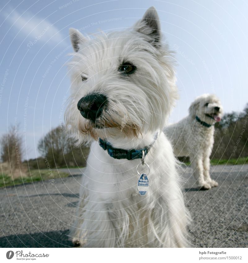 Dog 2 Animal Pet Farm animal Animal face Paw Pair of animals Stand Beautiful Curiosity Cute White Perspective Colour photo Exterior shot Deserted