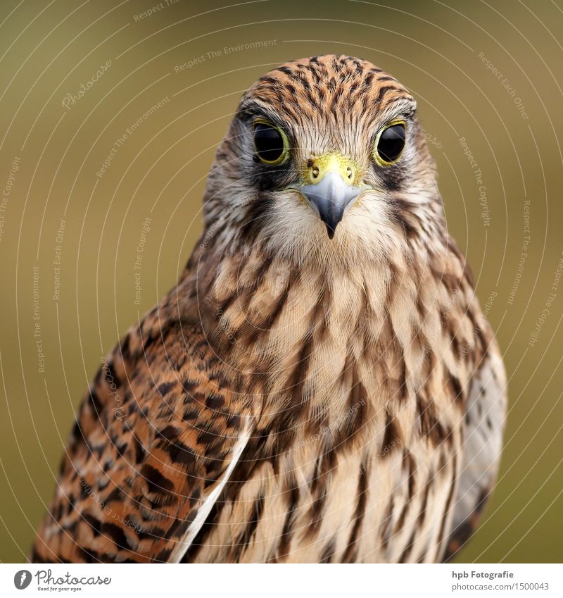 kestrel Nature Animal Wild animal Bird Animal face Wing 1 Observe Think Discover Flying Hunting Looking Sit Esthetic Elegant Curiosity Smart Speed Beautiful