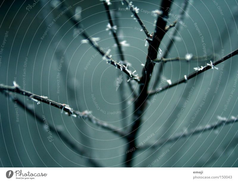 300 (!) glittering speckles Flower Nature Plant Delicate Macro (Extreme close-up) Blur Frost Cold Blue Branch Branchage Bushes Winter cold snap Rope Glittering