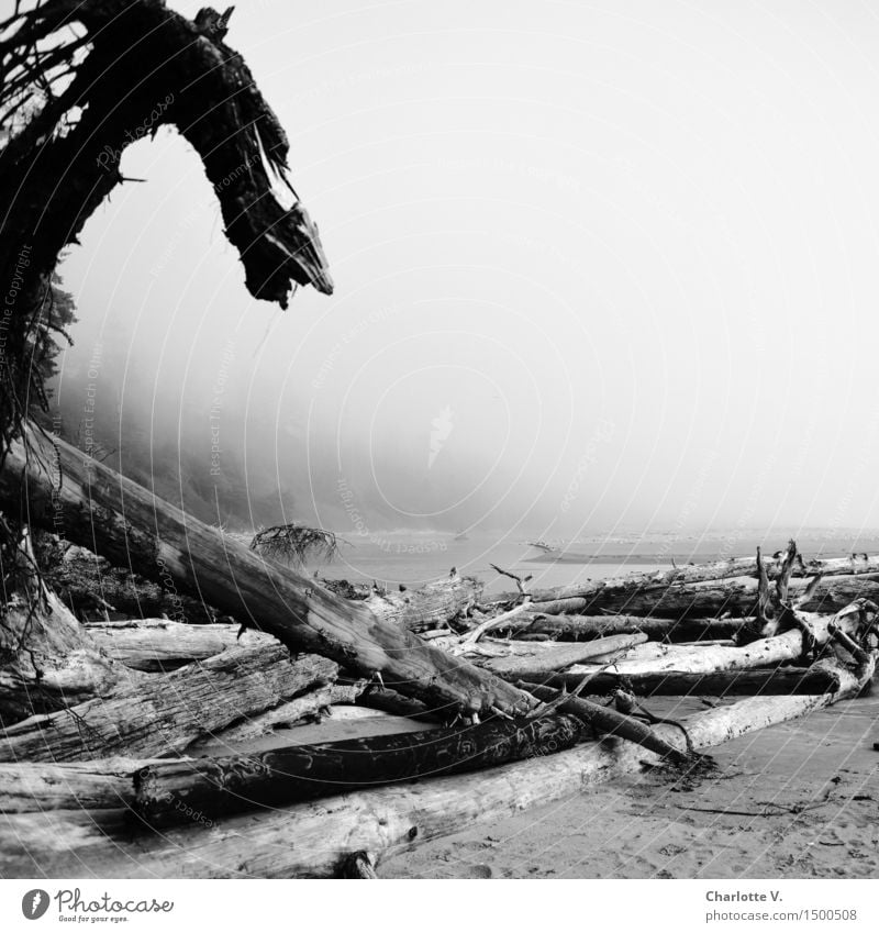 scorpion fish Nature Elements Sand Water Bad weather Coast Beach Ocean Pacific Ocean Pacific beach Island Vancouver Island Wood Threat Dark Gray Black White