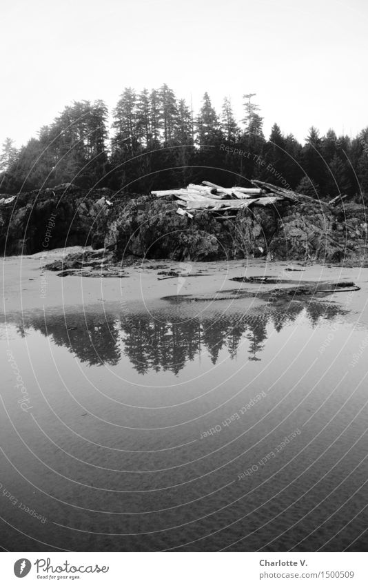 mirroring Nature Landscape Animal Elements Sand Water Bad weather Plant Tree Wild plant Coast Beach Bay Ocean Pacific Ocean Pacific beach Island