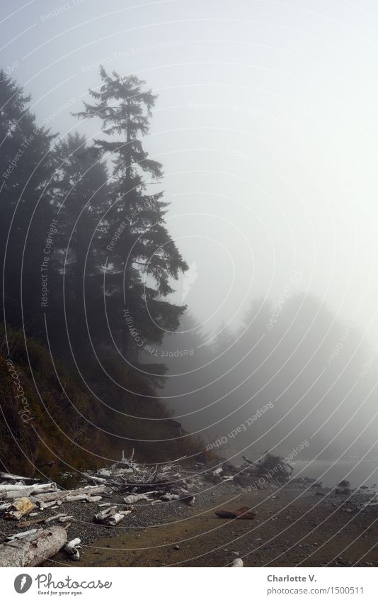 Nebulised Nature Landscape Plant Bad weather Fog Tree Wild plant Coast Beach Ocean Pacific Ocean Pacific beach Pacific Rim National Park Island Vancouver Island