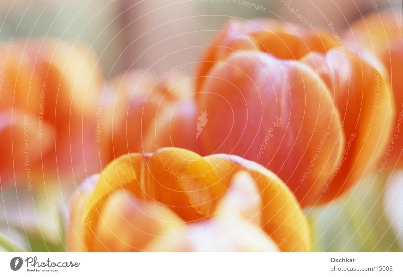 tulip field Tulip Flower Spring Summer Field Macro (Extreme close-up) Close-up Orange