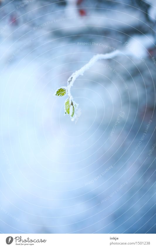 frost Plant Winter Beautiful weather Ice Frost Leaf Twig Branch Garden Park Hang Cold Small Green Climate Ice crystal Frozen Colour photo Exterior shot Close-up