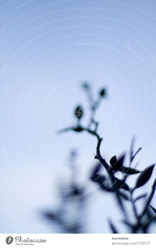 Tender II Delicate Branch Sky Jewellery Window Castle Park Leaf Art Rose hip China Gloomy Colorless Monochrome Blue Beautiful Dog rose