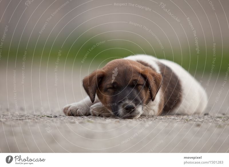 dog tired Spring Summer Street Animal Pet Dog 1 Baby animal Sleep Cute Love of animals Calm Dream Growth Puppy Fox terrier Paw Colour photo Exterior shot