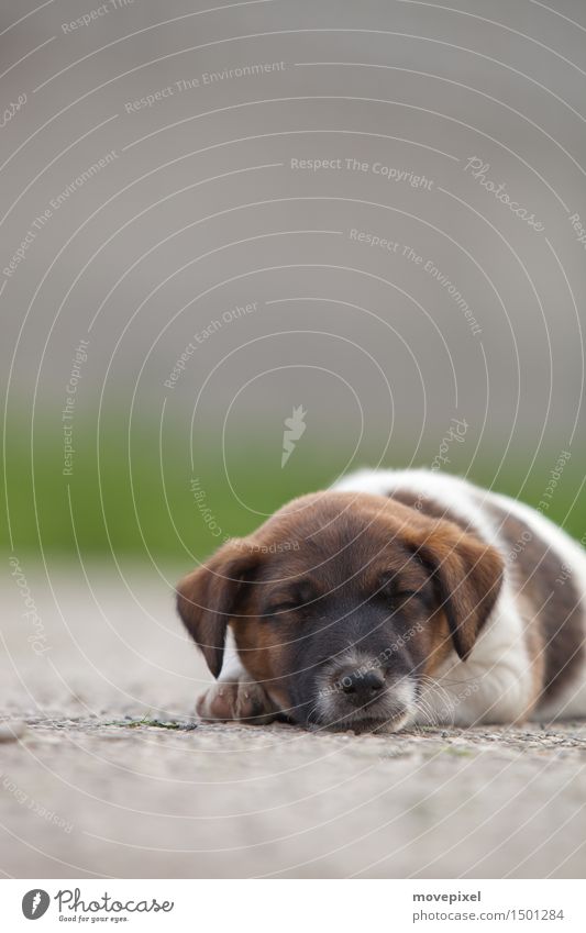 wauzi Street Pet Dog 1 Animal Baby animal Sleep Dream Fox terrier Puppy Colour photo Exterior shot Copy Space top Day Shallow depth of field Animal portrait