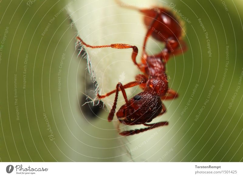 Ant_Macro Animal 1 Eating Brown Green Macro (Extreme close-up) Close-up Portrait photograph Plant Insect Hymenoptera waist wasps Articulate animals Colour photo