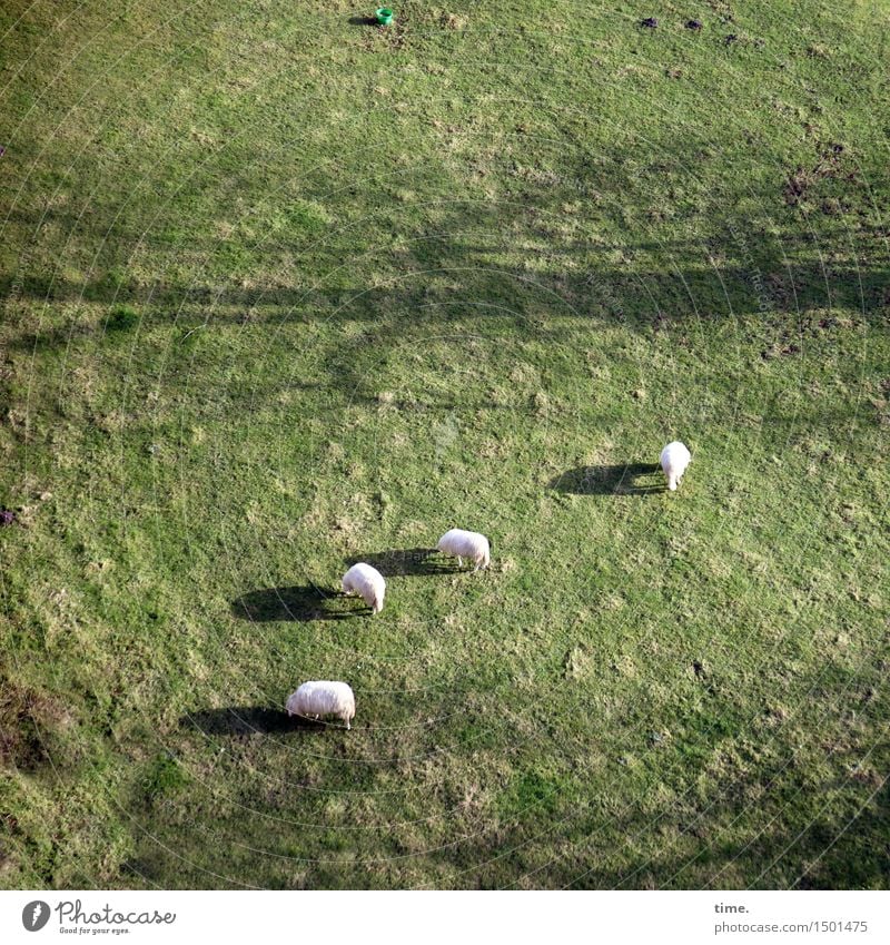 lawnmowers Bucket Meadow Animal Farm animal Pelt Sheep 4 Group of animals Eating Stand Esthetic Authentic Contentment Joie de vivre (Vitality) Passion Trust