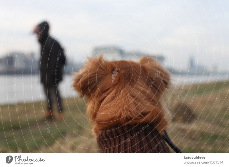 have in mind Dog Observe To enjoy Crouch Hunting Looking Sit Study Cold Cuddly Acceptance Trust Safety Protection Responsibility Attentive Watchfulness