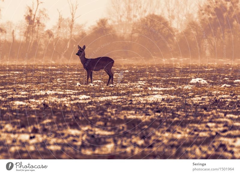 Lonely deer on the meadow Nature Winter Bad weather Fog Snow Meadow Field Animal Wild animal Pelt 1 To feed Freeze Looking Roe deer Fallow deer Fawn