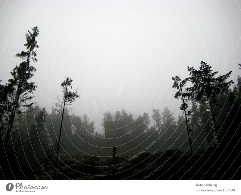 oppressively Nature Landscape Fog Tree Forest Sadness Cold Gray Black Coniferous trees Logging Tree trunk Twig Ground Contrast Worm's-eye view Deserted