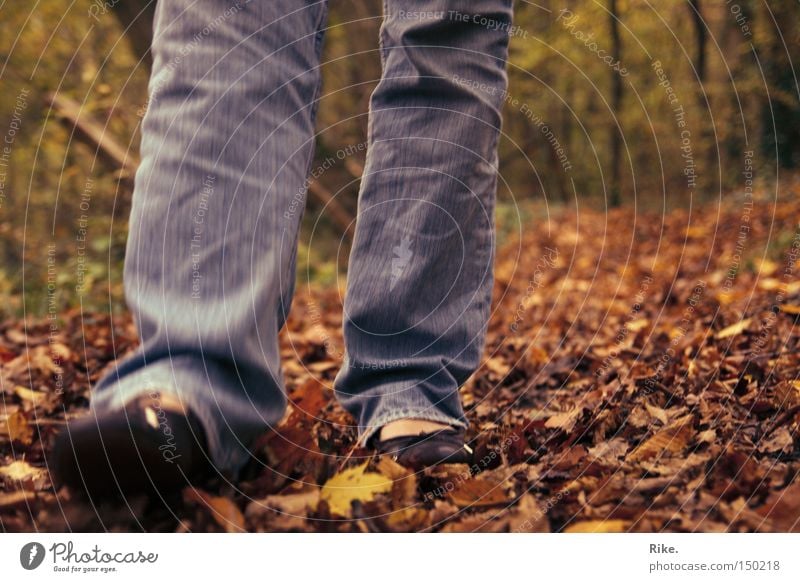 Through the foliage. Forest Tree Nature Environment Leaf Autumn Autumnal Going Walking To go for a walk Movement Leisure and hobbies