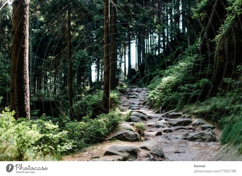 The stony paths Hiking Environment Nature Landscape Plant Sunlight Summer Beautiful weather Tree Bushes Forest Rock Mountain Footpath Saxon Switzerland