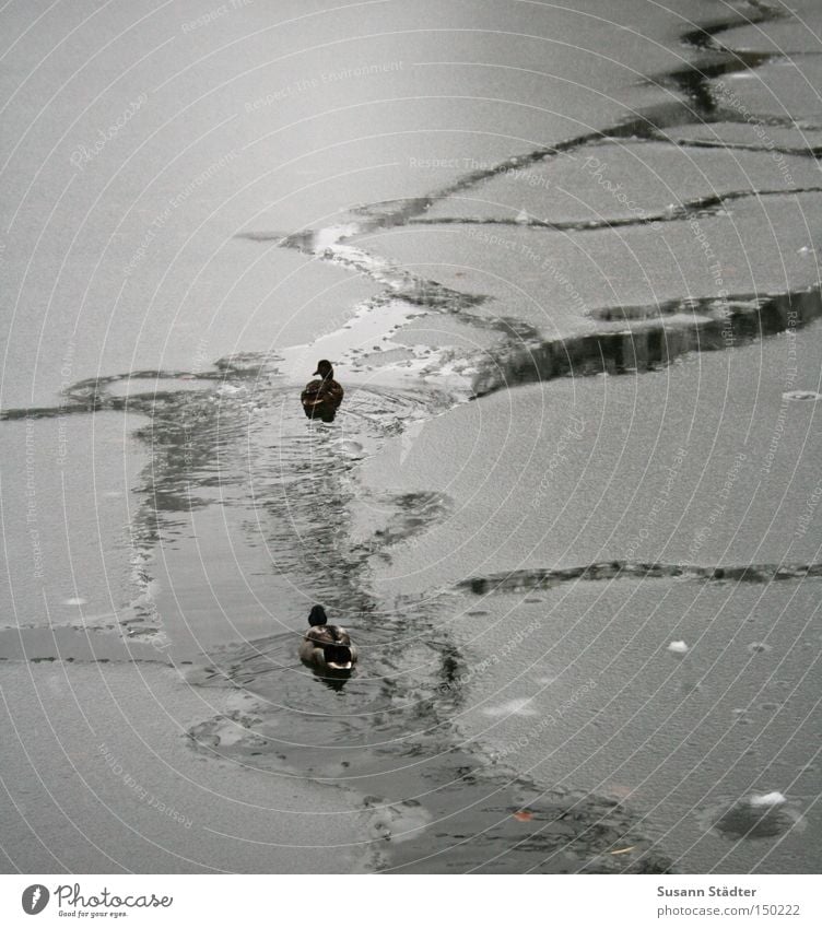 icebreaker Duck Winter Frozen Ice Smoothness Water Lake Mittweida district Park Deep Cold Ice floe