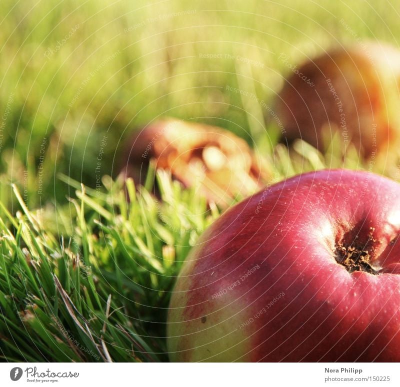 fresh and crisp Multicoloured Exterior shot Day Fruit Apple Nutrition Well-being Nature Autumn Meadow Fresh Delicious Green Red To enjoy Healthy Environment