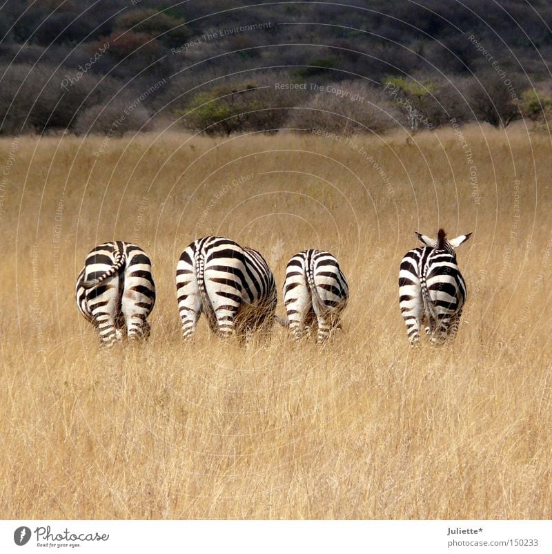 Fuck you on the a... Zebra To feed Africa Steppe Badlands 4 Black White Loneliness Hind quarters Summer Idyll Calm Striped Tails Ear Watchfulness Grass Tree