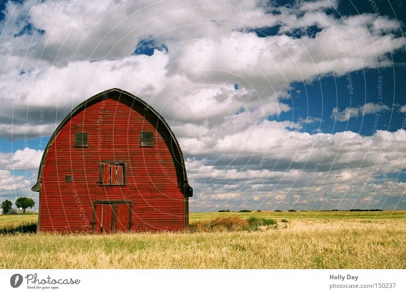 Don't make such a face. Barn Red Yellow Gold Golden yellow Field Harvest Eyes Clouds Vacation & Travel Face Agriculture Farm Canada Alberta Americas