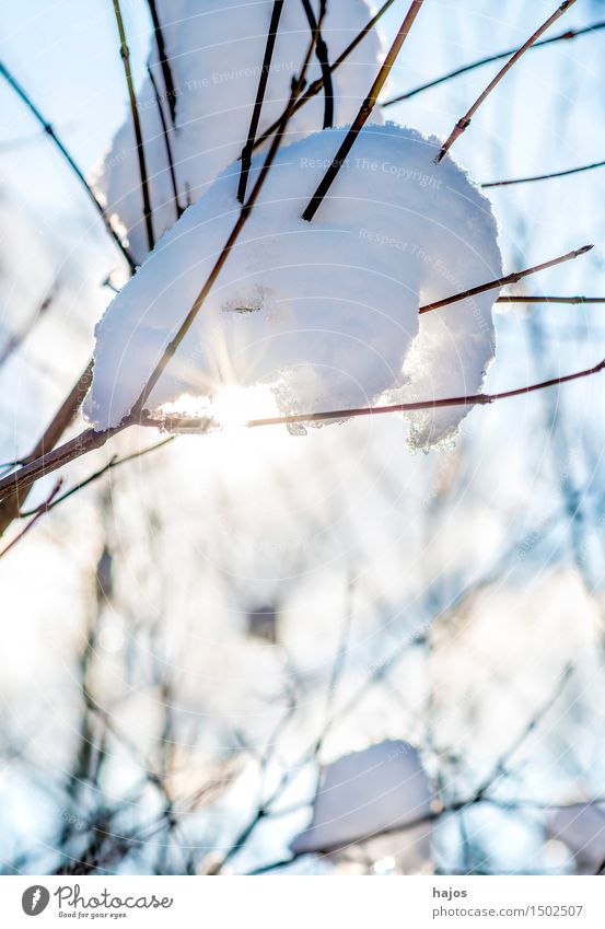 Snow hood on tree in the back light Sun Winter Nature Sunlight Weather Beautiful weather Tree Cold White Idyll Alpina snowcap Branch Twig Seasons chill sunny