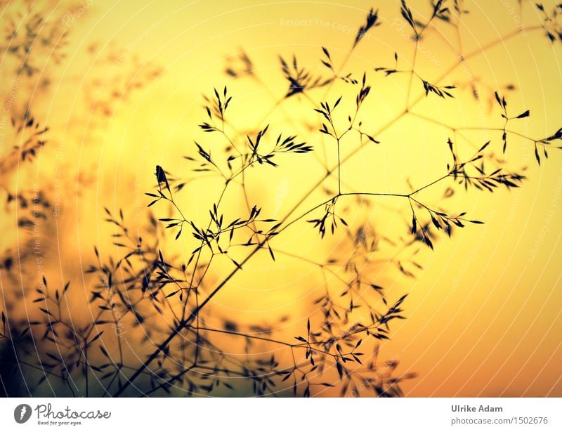 Grasses in the sea of flames Art Nature Plant Sunrise Sunset Sunlight Summer Beautiful weather Seed Meadow Warmth Soft Orange Black Moody Contentment