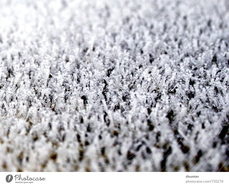 Transience 2 Frost Cold Winter Seasons Degrees Celsius Tree Nature Contentment Calm Exterior shot Macro (Extreme close-up) Close-up little depth of field