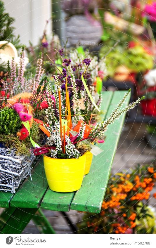 flower pot Plant flowers flaked bleed Multicoloured Offer Flower shop Flower arrangement Flowerpot Colour photo Exterior shot Deserted Day Blossoming Florist