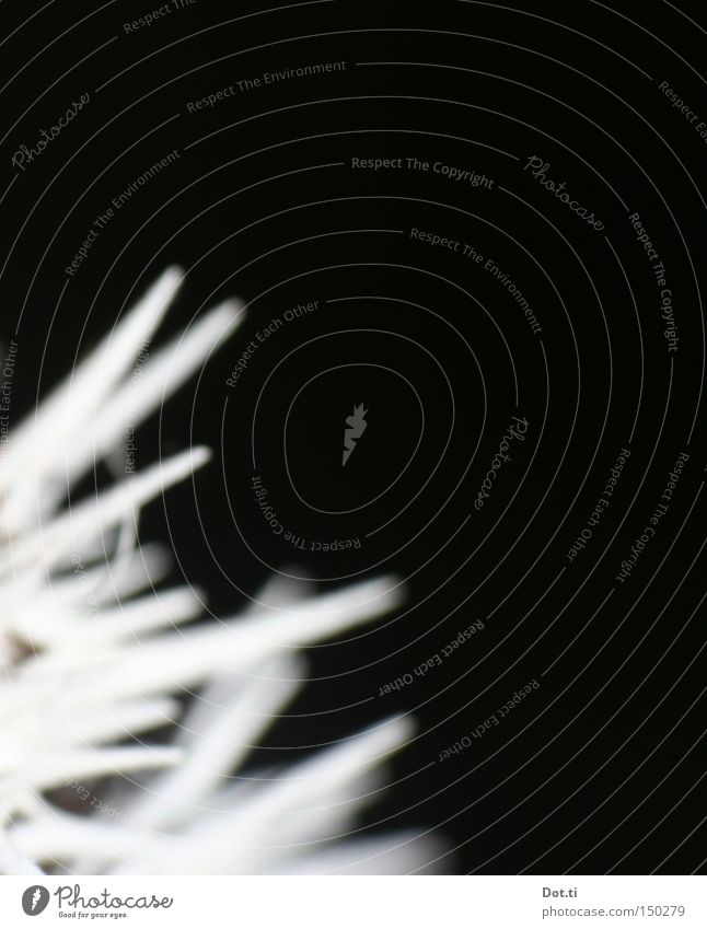 Fly like a hedgehog Thorny Pierce Thistle Hedgehog Defensive Protection Black White Abstract Macro (Extreme close-up) Close-up Dangerous Obscure Point