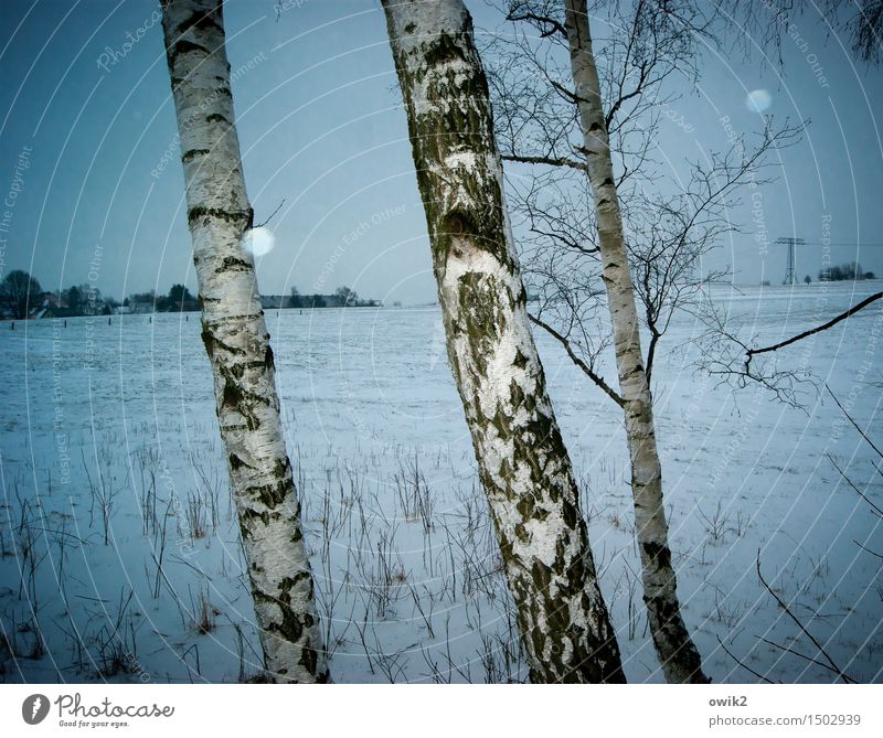 Winter, warped Electricity pylon Environment Nature Landscape Plant Sky Clouds Horizon Climate Weather Beautiful weather Snow Snowfall Tree Birch tree