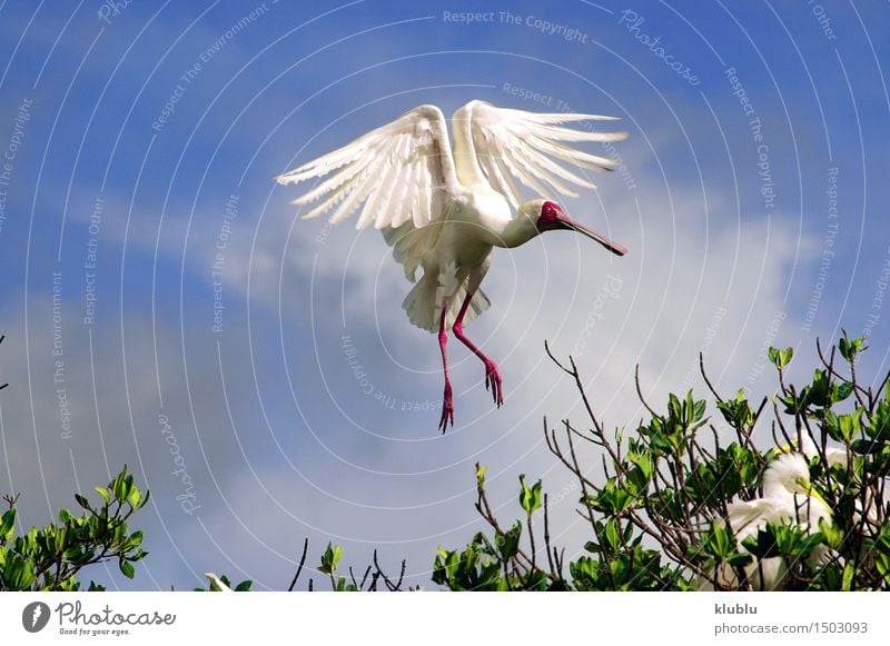 African Spoonbill in Casamance, Senegal, Africa Contentment Animal Park Forest Coast Lake Bird Wing Long Wet Wild acrobatic Acrobat african Balance Beak billed