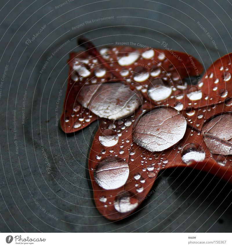 After the rain Nature Drops of water Autumn Rain Leaf Oak leaf Exceptional Wet Natural Beautiful Brown Gray Pure Autumn leaves Colour photo Subdued colour