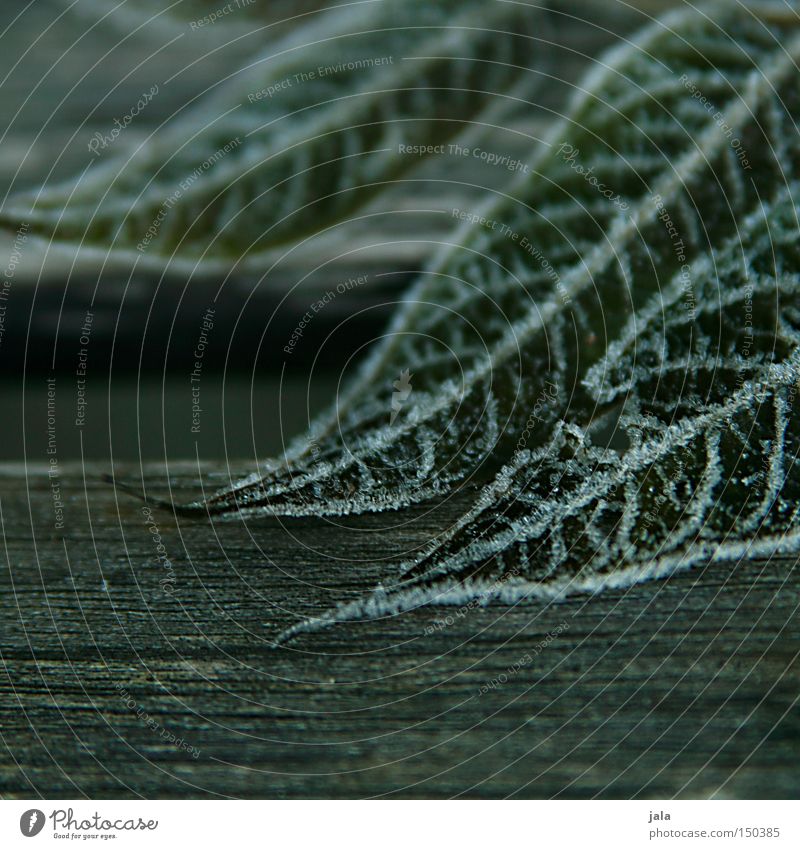 bit winter Wood Winter Frost Ice Snow Leaf Vessel Structures and shapes Crystal structure Cold Frozen Hoar frost Close-up Garden Park