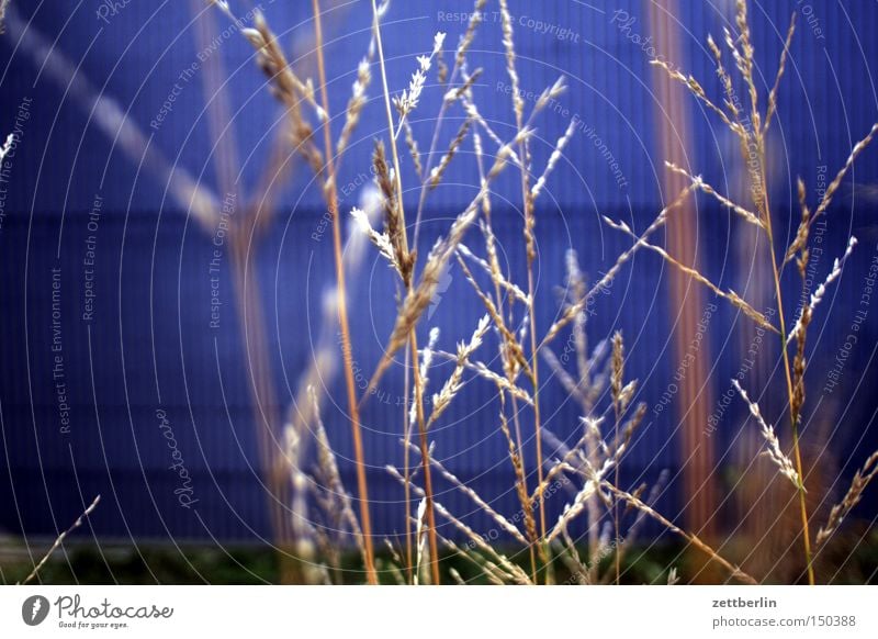 grass Grass Blade of grass Blue Light Hope Marsh grass Wall (building) Twilight Evening Autumn Seat of government Spreebogen Park Lamp