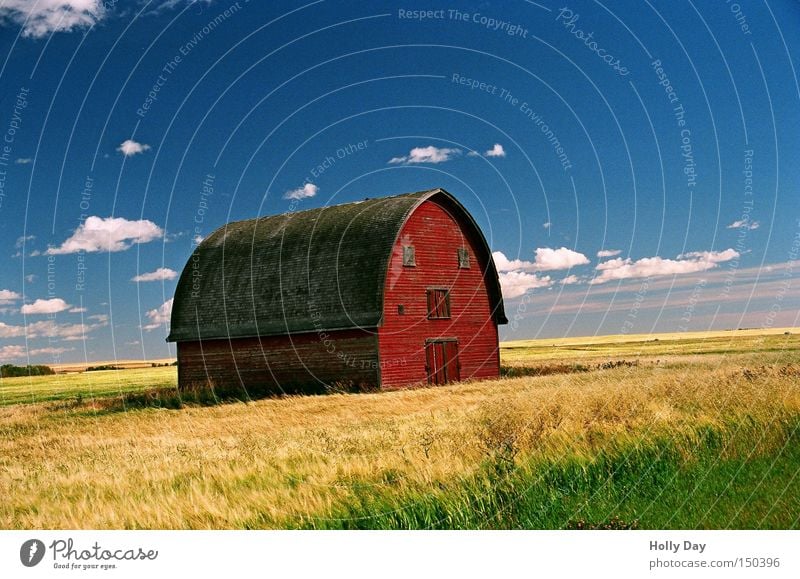 There's a barn in the field, all silent and silent... Barn Red Yellow Field Harvest Clouds Blue Agriculture Farm Canada Alberta Wheat Face