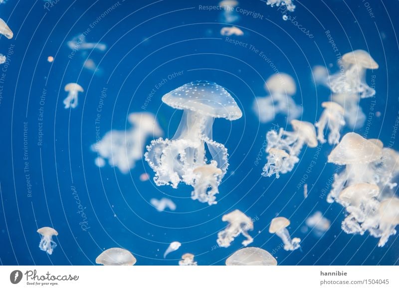 Glass dance Animal Wild animal Jellyfish Zoo Flock Swimming & Bathing Esthetic Beautiful Blue White Hover Transparent Sea water Mushroom Colour photo