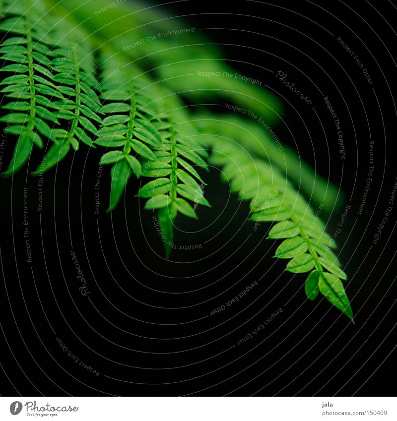 filical Plant Nature Black Pteridopsida Fern Line Green Blur Delicate Beautiful Park