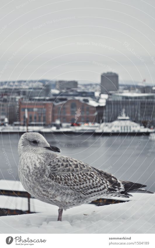 Måke Sky Winter Ice Frost Snow Oslo Norway Town Capital city Port City Skyline Harbour Animal Wild animal Bird Seagull Möwe 1 Cold Maritime Blue Gray White Calm