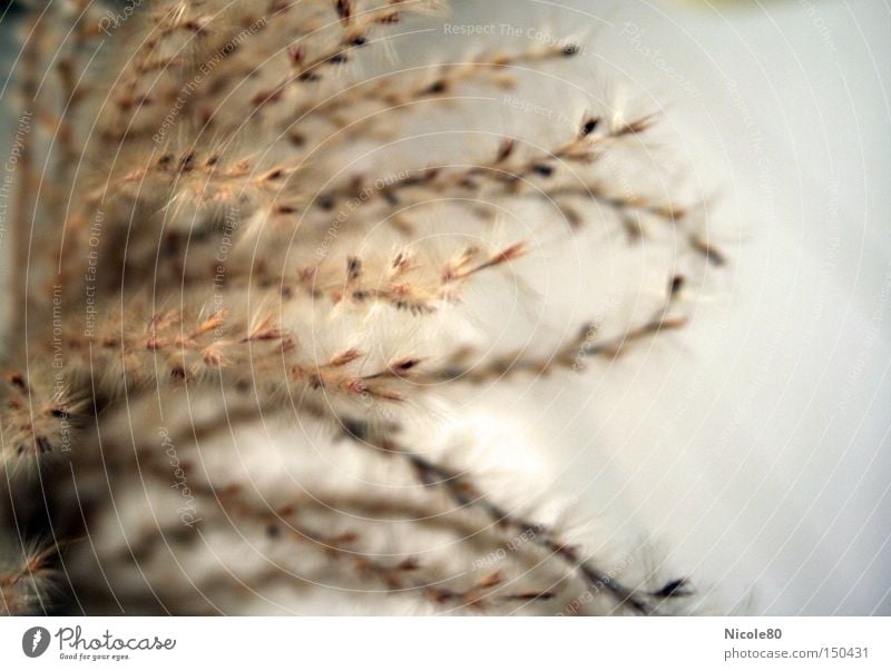 grass decoration Grass Dry Warmth Decoration Ear of corn Grain Ornamental grass panic