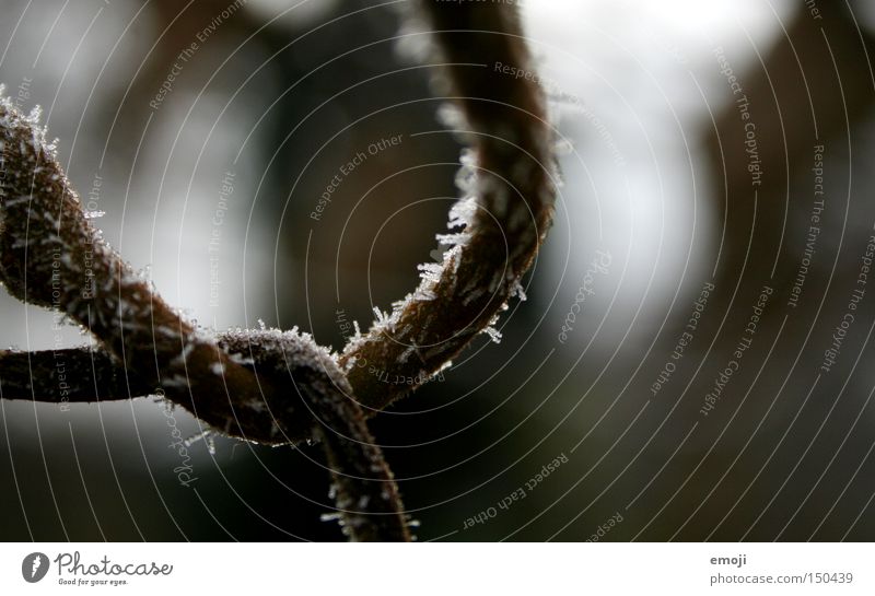 loop Frost Loop Winter Cold Frozen Nature Plant Branch Rotate