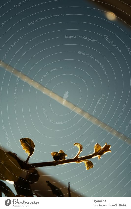 Going against the grain Line Plant Life Growth Sky Balcony Blue Against Nature Blur Detail Decide Freedom Worm's-eye view Clothesline Macro (Extreme close-up)