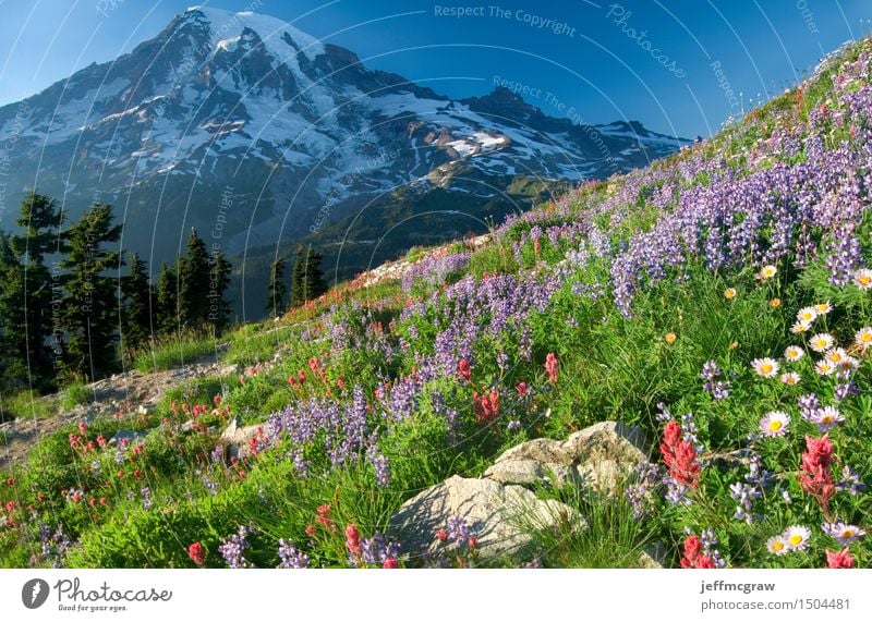 Mount Rainier Wildflowers Environment Nature Landscape Plant Earth Air Sky Sun Summer Tree Flower Grass Meadow Mountain Peak Snowcapped peak Glacier Tall