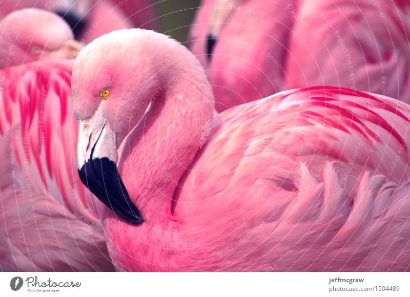 Chilean Flamingos Nature Animal Pond Bird Feeding Listening Looking Healthy Bright Beautiful Pink Black Feather colorful Beak Consistency wildlife endangered