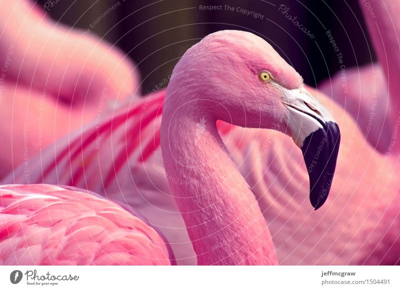 Pink Flamingos Animal Pond Wild animal Bird 1 2 3 Breathe Feeding Listening Stand Bright Beautiful Chilean Feather colorful Beak wildlife endangered