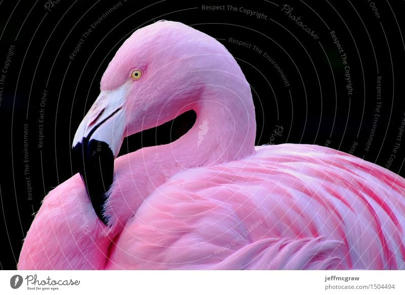 Chilean Flamingo Animal Pond Pet Wild animal Bird 1 Breathe Listening Stand Bright Pink Feather colorful Beak wildlife endangered Colour photo Multicoloured