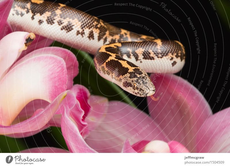 Sand Boa and Cymbidium Flower Animal Pet Wild animal Snake 1 Hang Listening Hunting Small Brown Pink Eryx colubrinus cymdibuym tan spots slither colorful